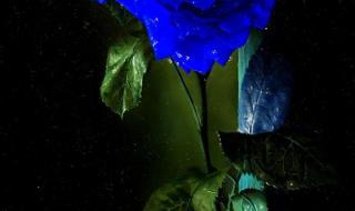 蓝色妖姬是怎么形成的 蓝色妖姬是怎么形成的